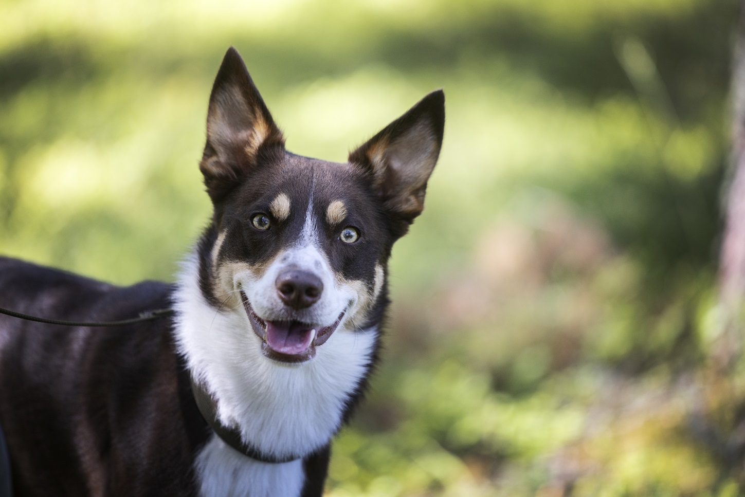Foto på en patrullhund på Hundtjänstskolan. Fotograf Nils-Petter Nilsson.