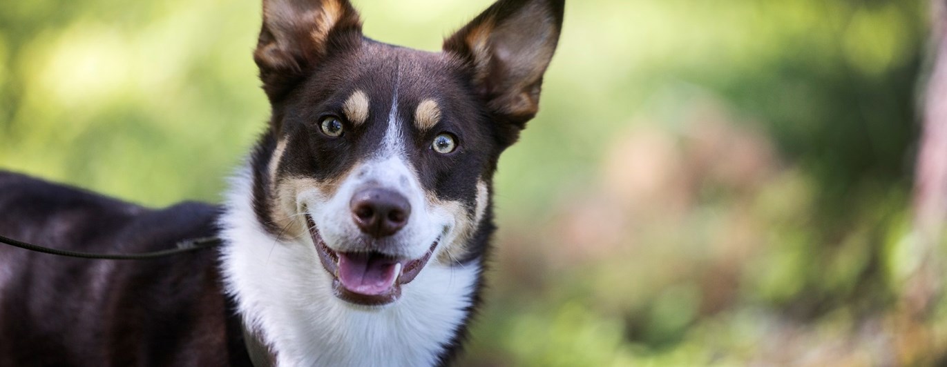 Foto på en patrullhund på Hundtjänstskolan. Fotograf Nils-Petter Nilsson.