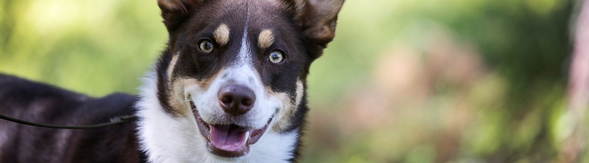 Foto på en patrullhund på Hundtjänstskolan. Fotograf Nils-Petter Nilsson.