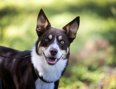 Foto på en patrullhund på Hundtjänstskolan. Fotograf Nils-Petter Nilsson.