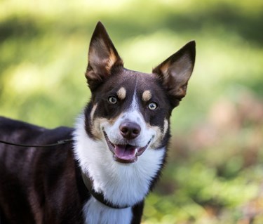 Foto på en patrullhund på Hundtjänstskolan. Fotograf Nils-Petter Nilsson.