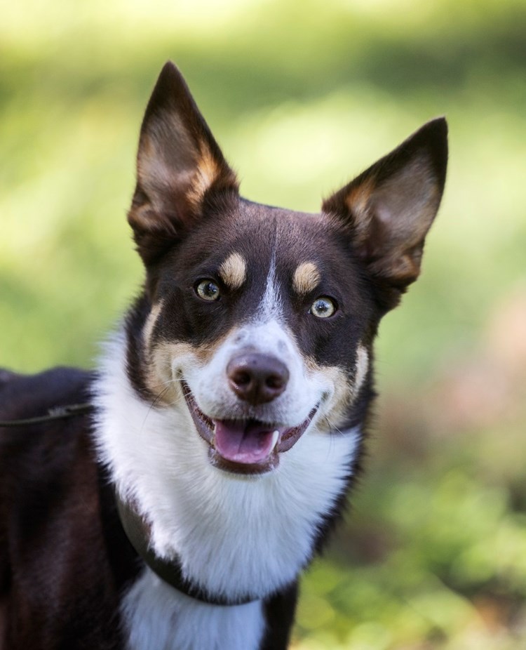 Foto på en patrullhund på Hundtjänstskolan. Fotograf Nils-Petter Nilsson.