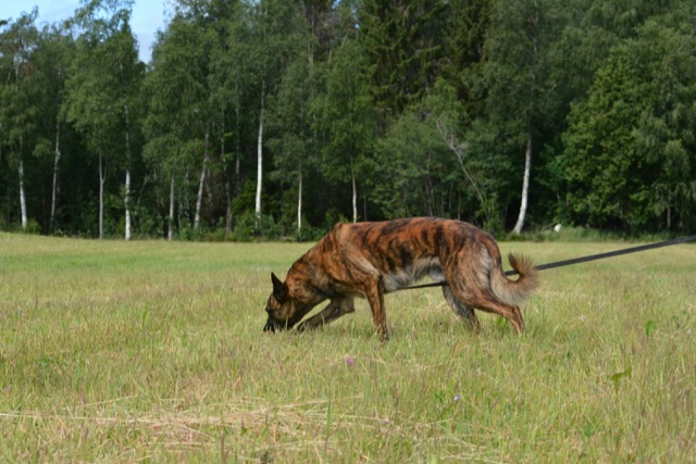 En holländsk herdehund som spårar.