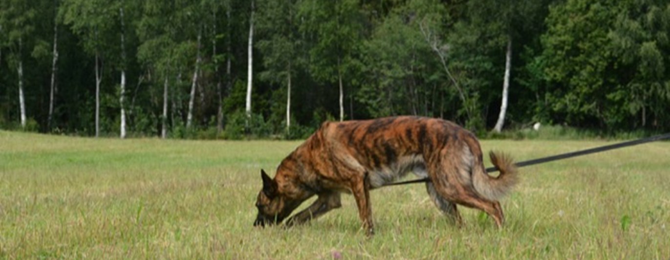 En holländsk herdehund som spårar.