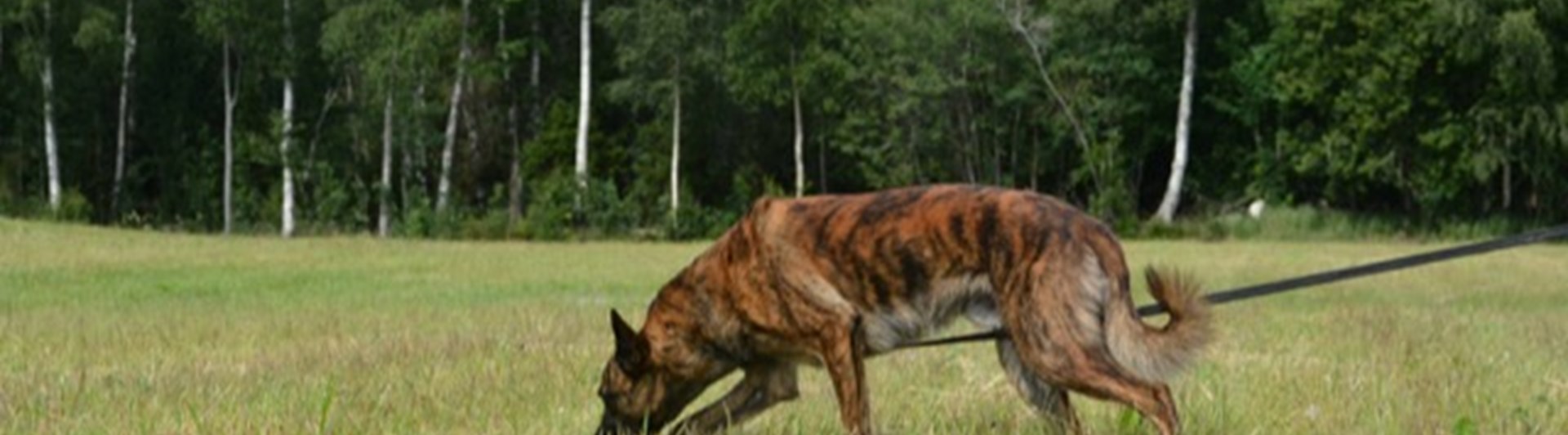 En holländsk herdehund som spårar.