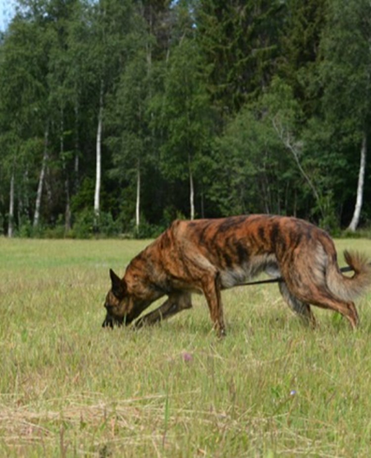 En holländsk herdehund som spårar.