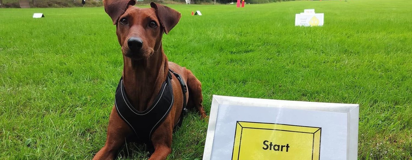 Hund ligger vid startskylt i Rallylydnad