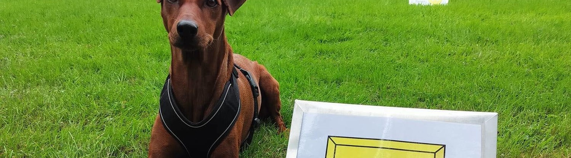 Hund ligger vid startskylt i Rallylydnad