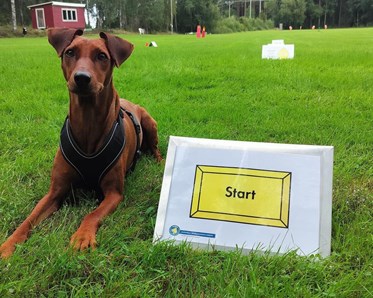 Hund ligger vid startskylt i Rallylydnad