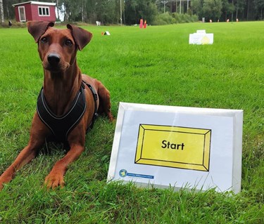 Hund ligger vid startskylt i Rallylydnad