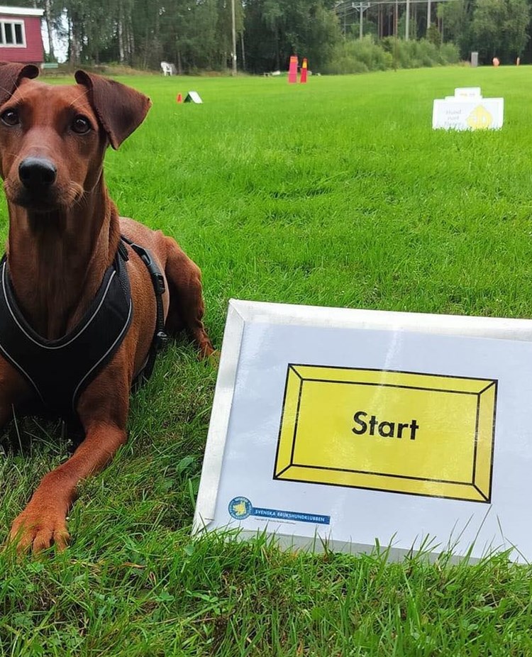 Hund ligger vid startskylt i Rallylydnad