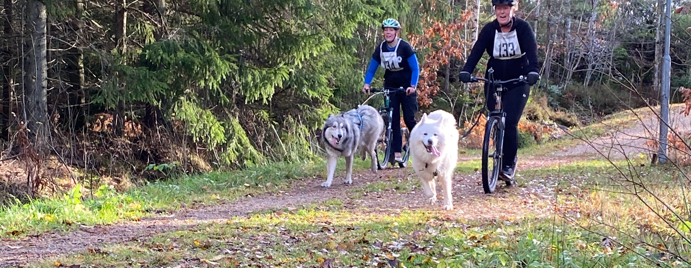Två tävlingsekipage i barmarksdrag på sina kickbikes.