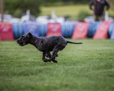 KM vinnare 2024 i Agility Small: Smilla Fredriksson och Tosca