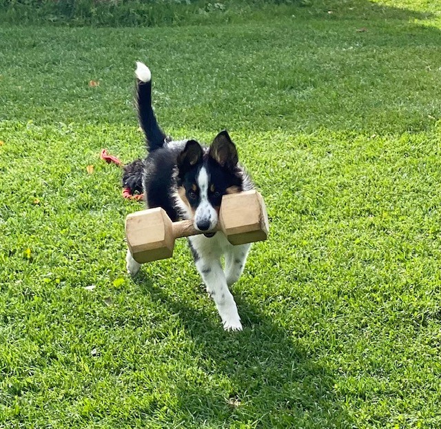 Border Collie apporterar stor träapport