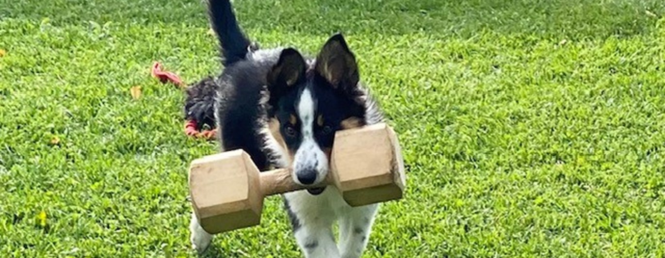 Border Collie apporterar stor träapport