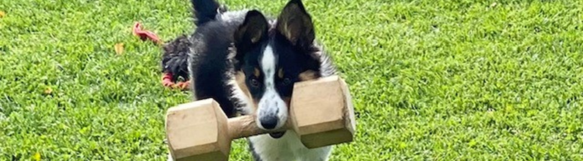 Border Collie apporterar stor träapport