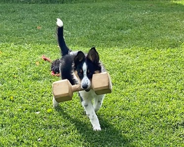 Border Collie apporterar stor träapport