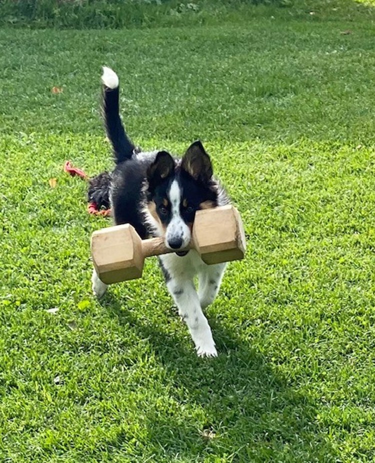 Border Collie apporterar stor träapport