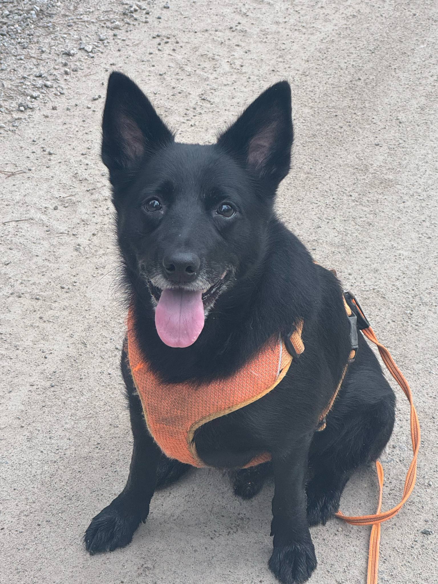 Kelpie väntar på att spåra