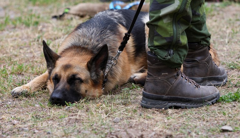 Fotograf: Elisabeth Gustavsson