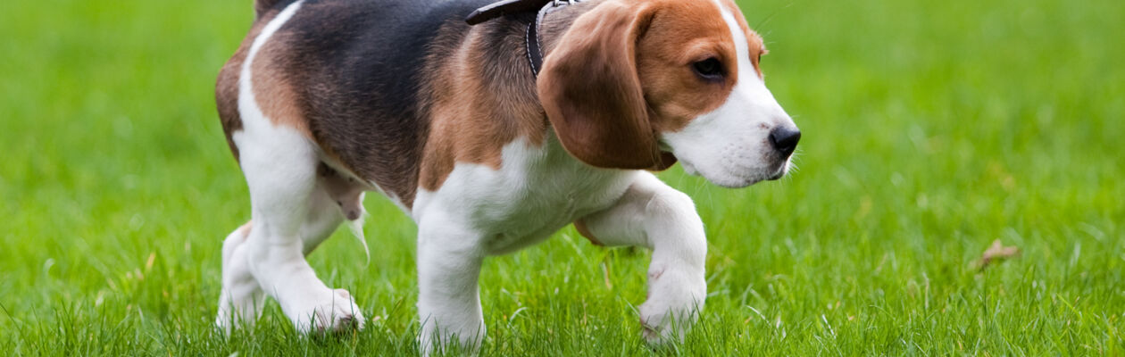 Beaglevalp smyger i gräset