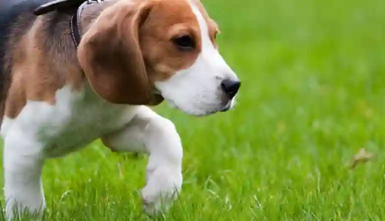 Beaglevalp smyger i gräset