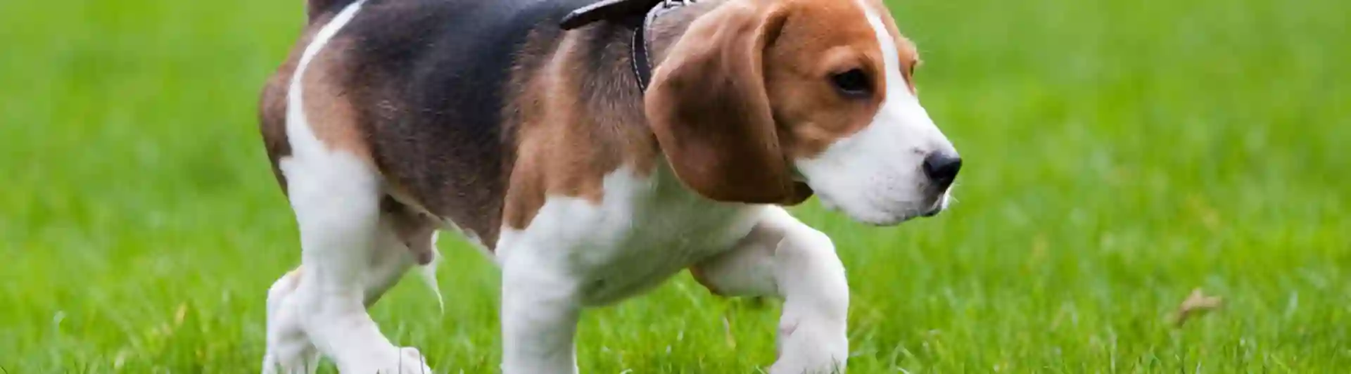 Beaglevalp smyger i gräset