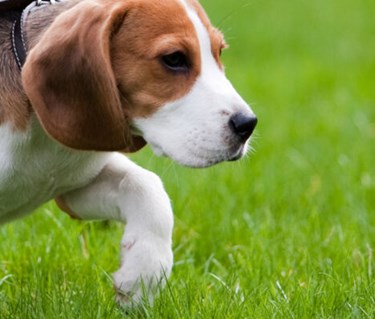 Beaglevalp smyger i gräset