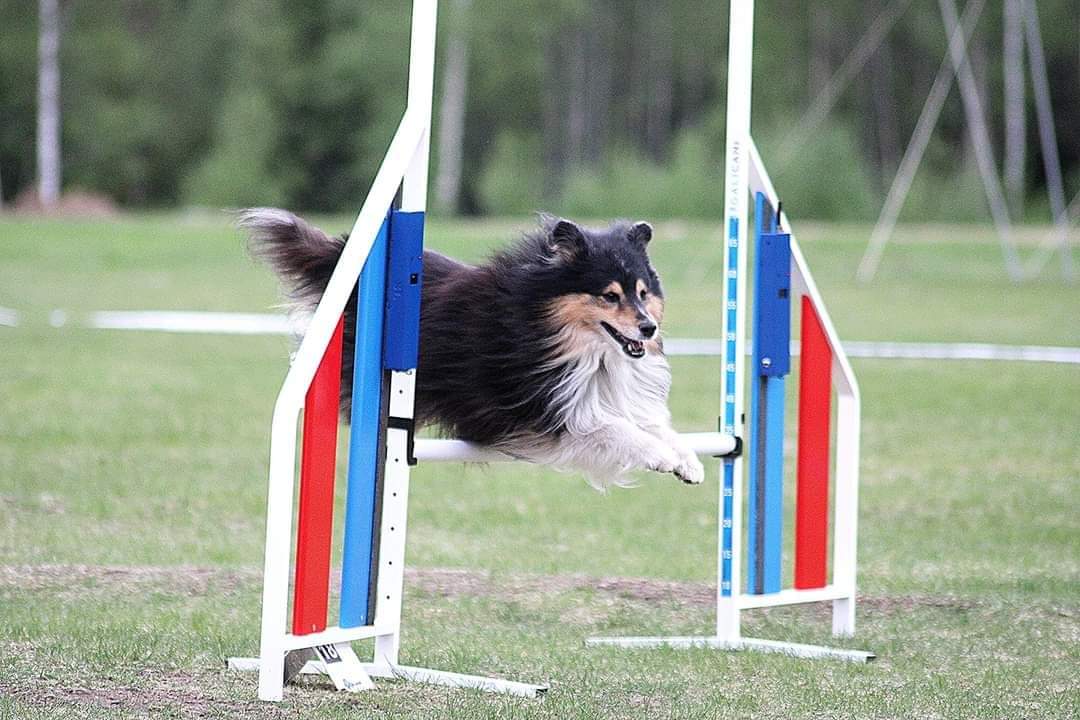 Shetland Sheepdog hoppar på agilitytävling