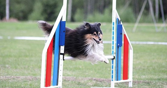 Shetland Sheepdog hoppar på agilitytävling