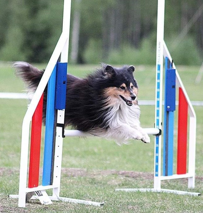 Shetland Sheepdog hoppar på agilitytävling