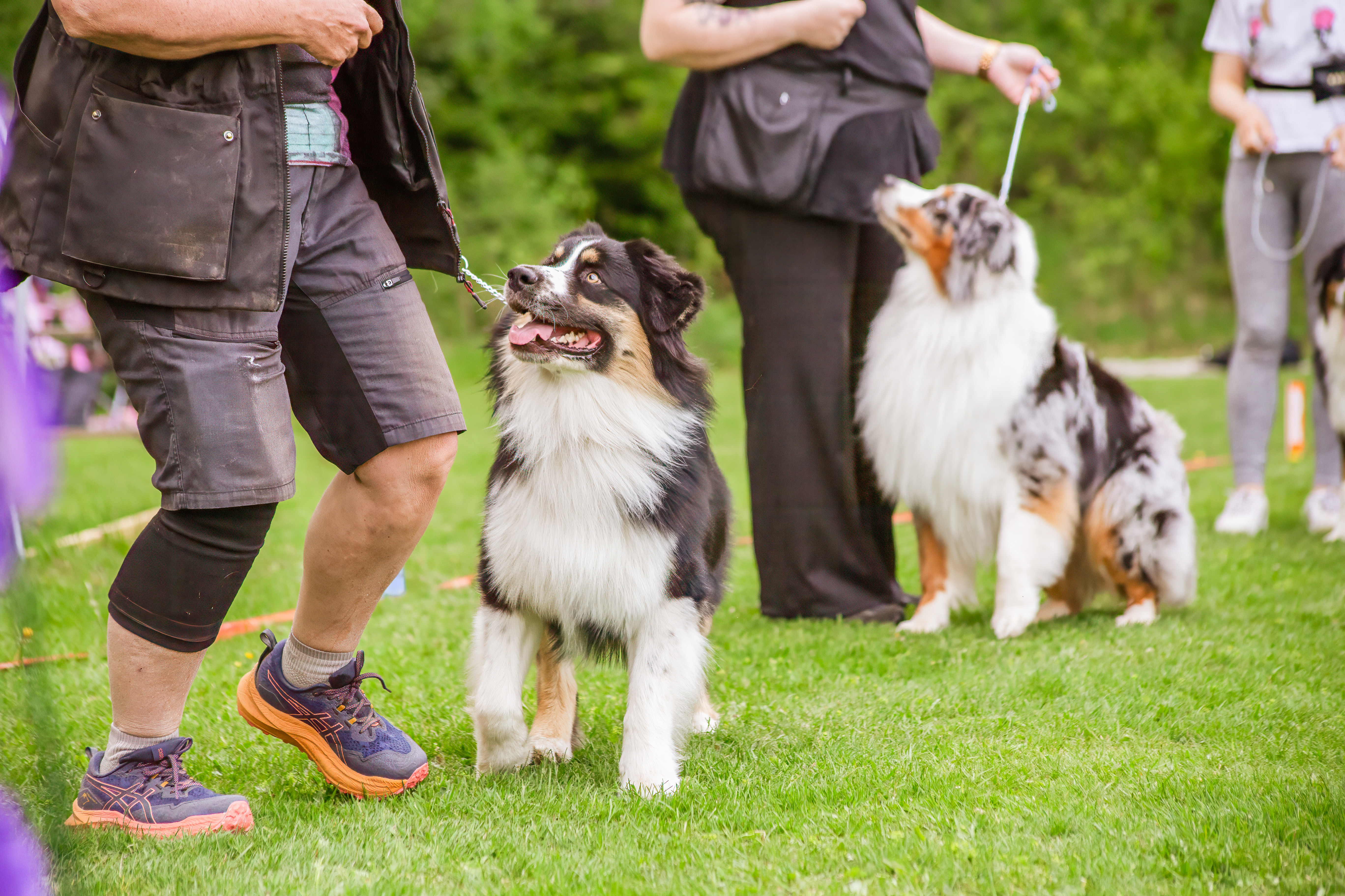 Hundar på utställning