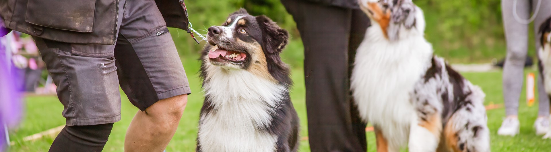 Hundar på utställning
