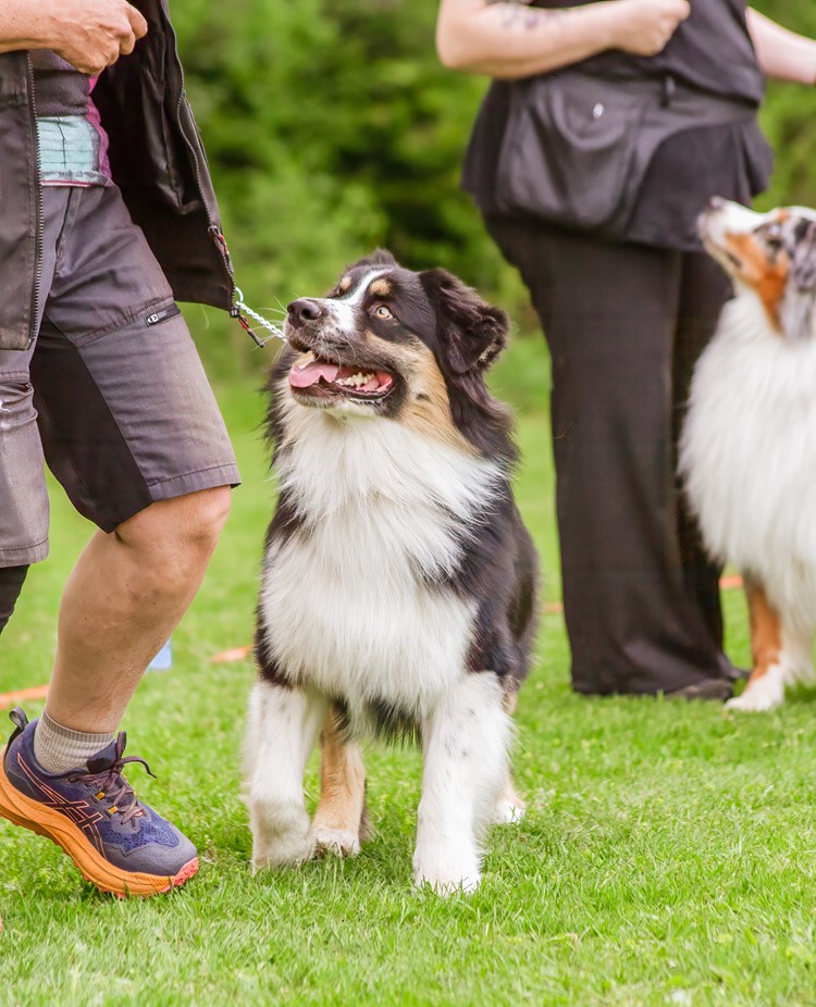 Hundar på utställning