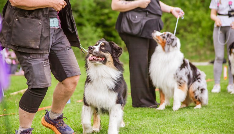 Hundar på utställning