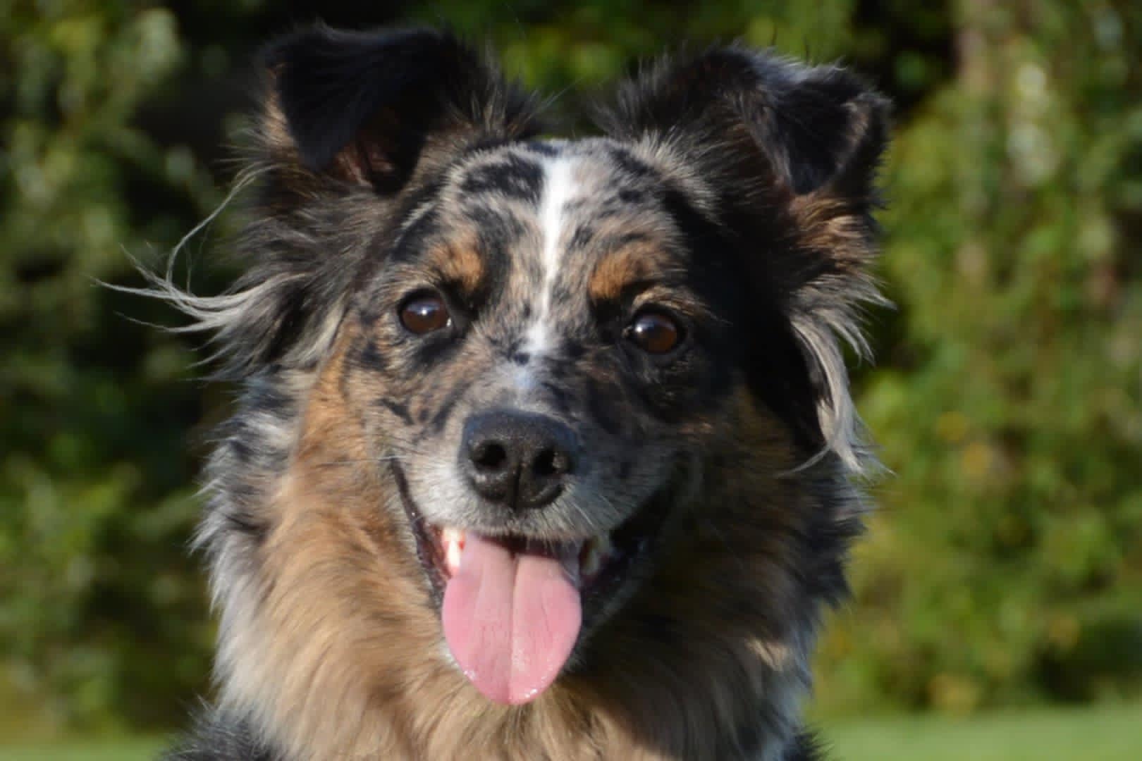 Aussie hund med tungan ute