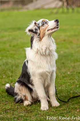 Australian sheperd