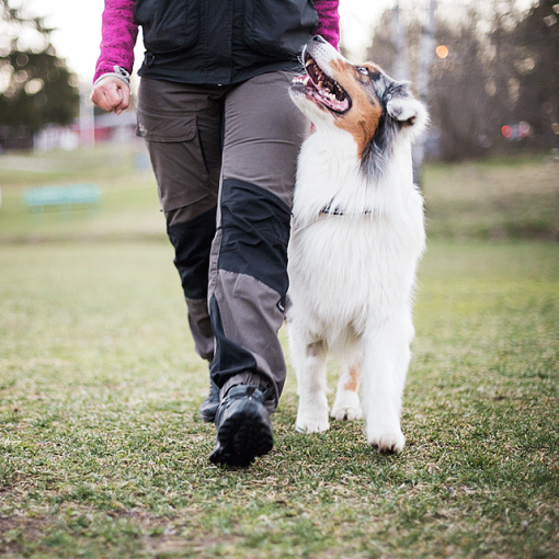 Hund som går fot med förare