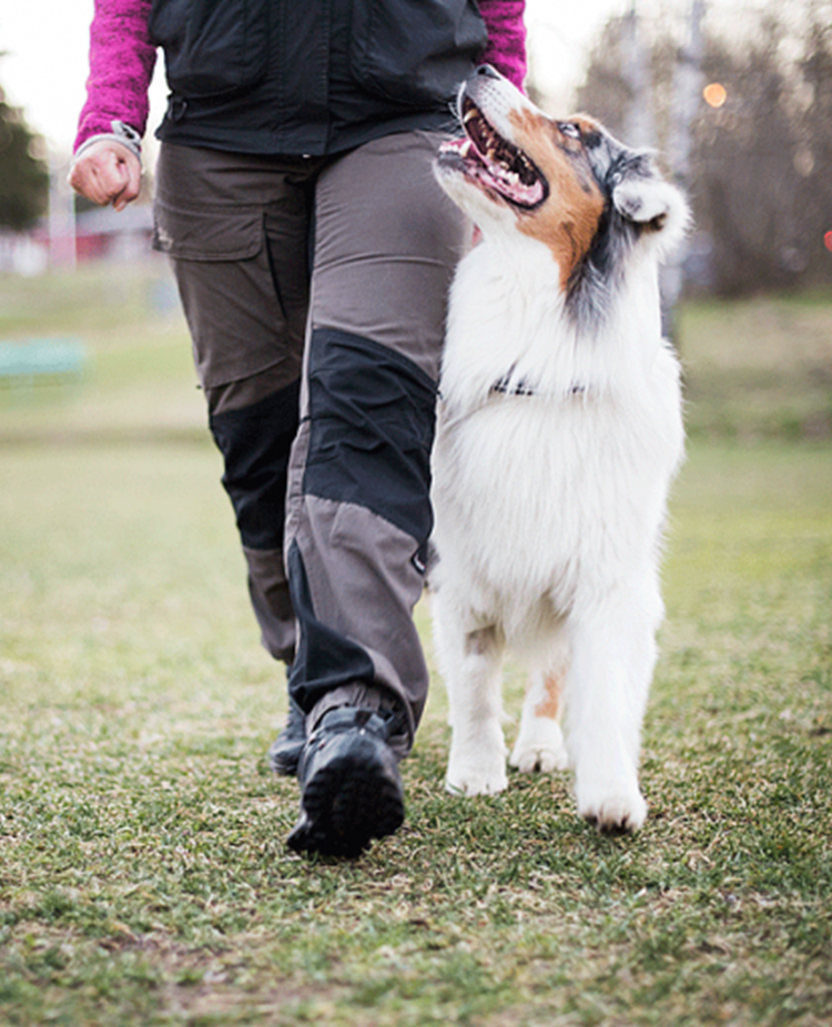 Hund som går fot med förare