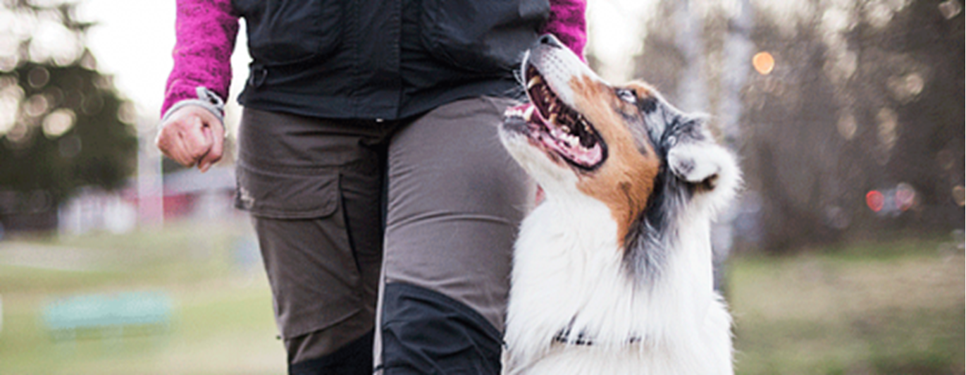 Hund som går fot med förare
