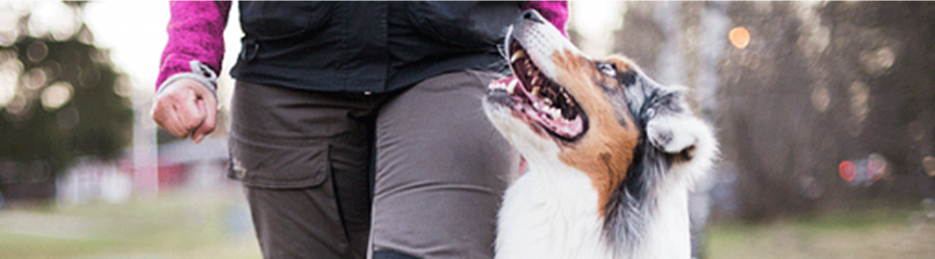 Hund som går fot med förare