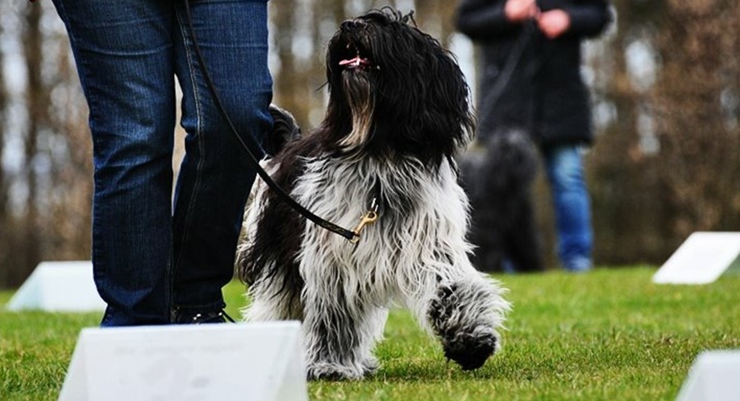 Hund som tränas i rallylydnad