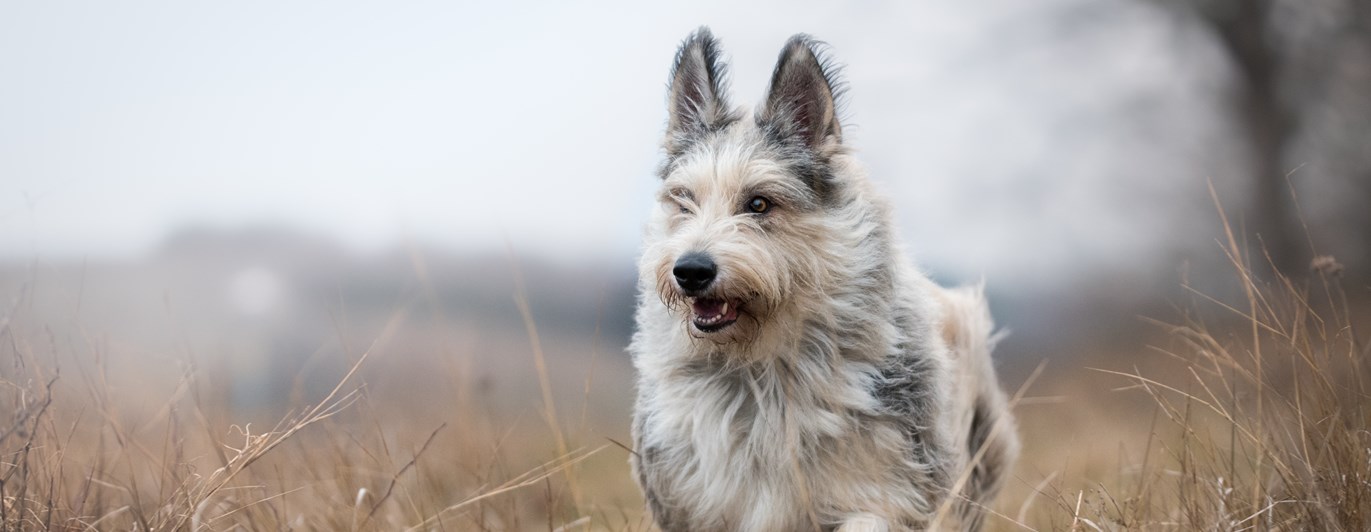 En berger picard kommer springande i torrt gräs.