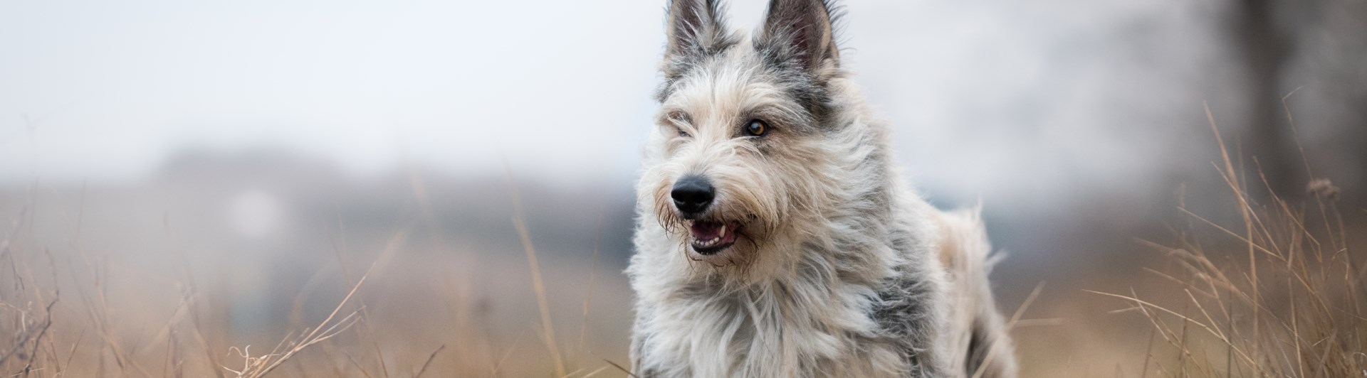 En berger picard kommer springande i torrt gräs.
