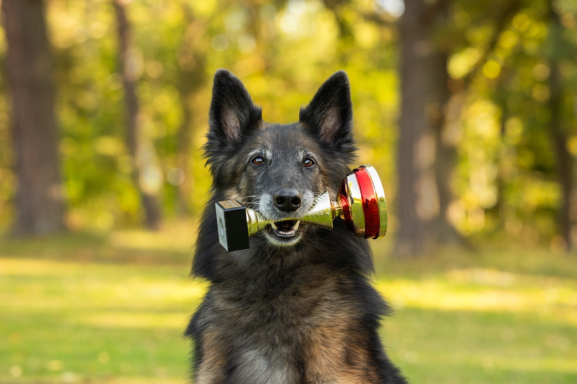 Hund håller en pokal