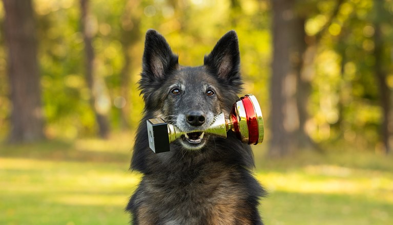Hund håller en pokal