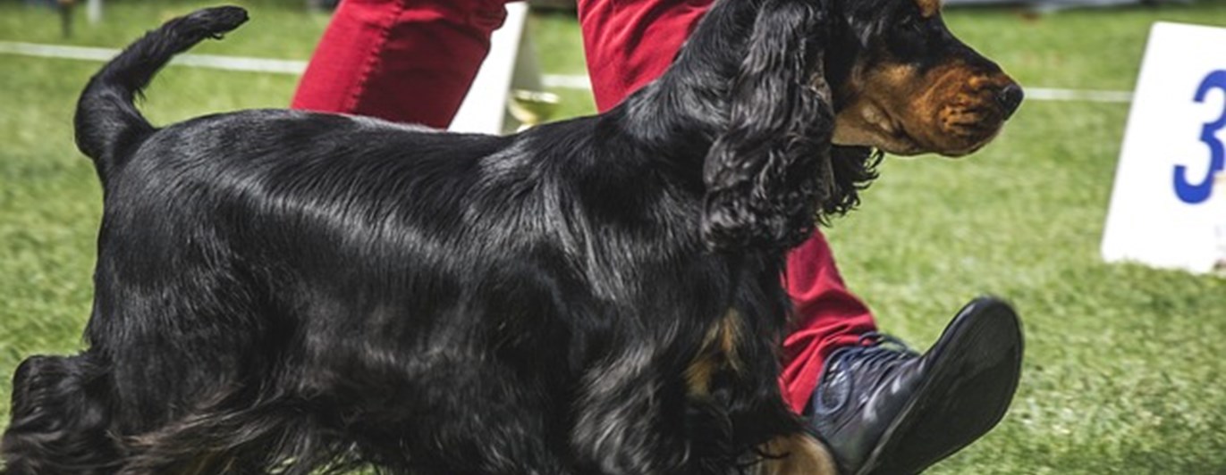 Svartbrun hund på utställning