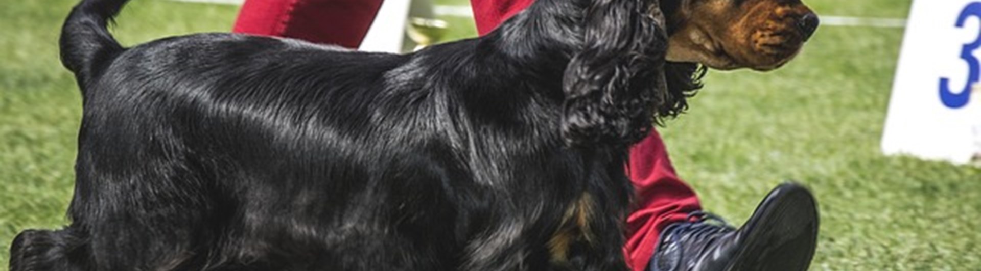 Svartbrun hund på utställning