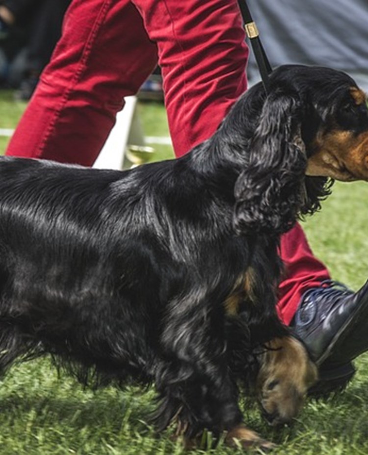Svartbrun hund på utställning