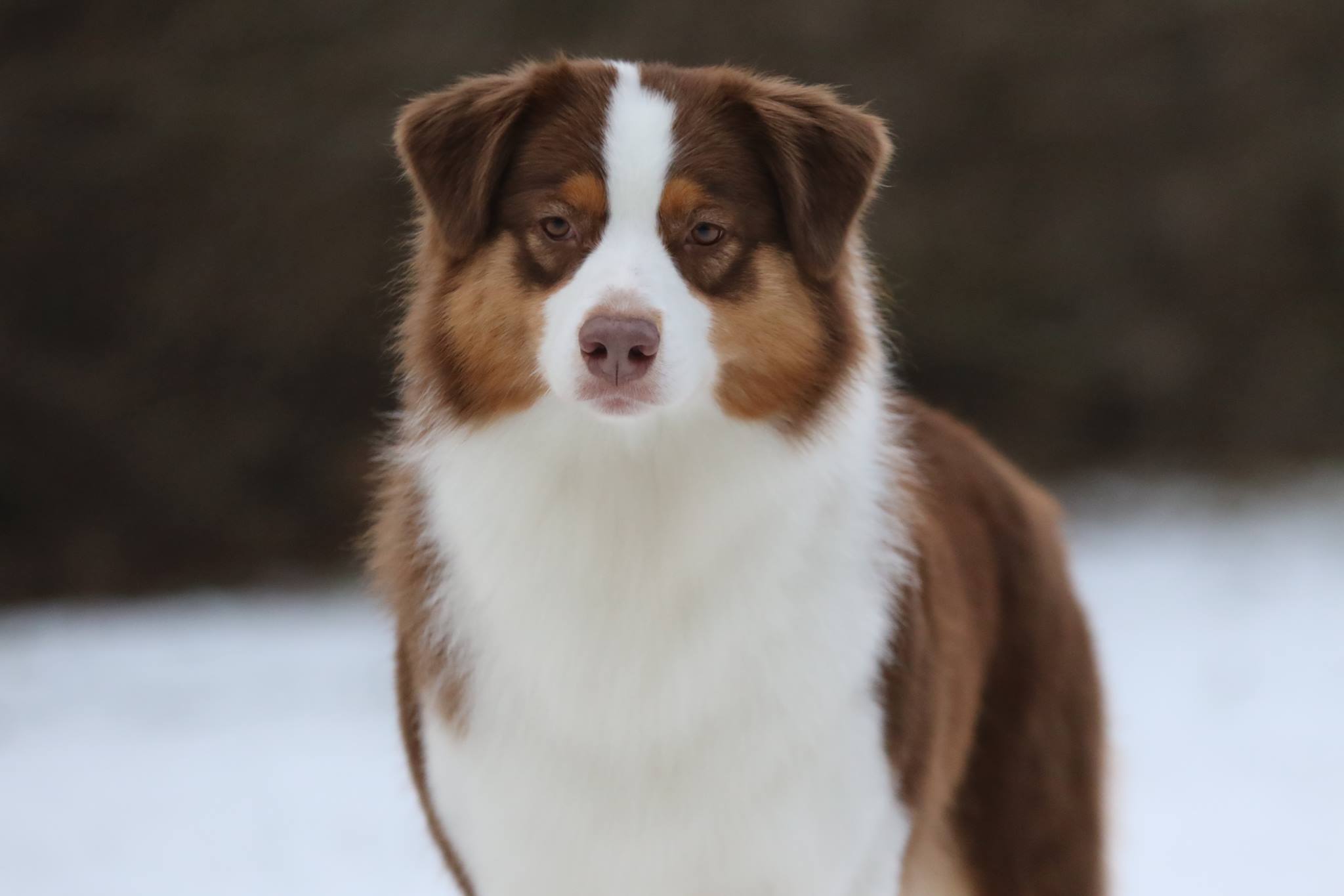 Australian Shepherd